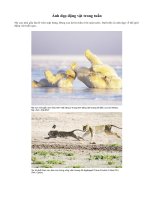 Ảnh đẹp động vật 2