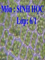 bai 8 si lon len va phan chia cua te bao 