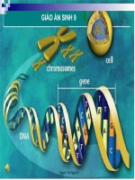 Bai 21. Đột biến gen