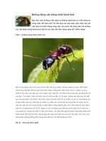 Những động vật siêng nhất hành tinh