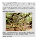 NHỮNG LOÀI CÂY KÌ LẠ TRÊN TRÁI ĐẤT