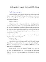 Kinh nghiệm trồng cây nhót ngọt ở Bắc Giang