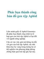 Phác họa thành công bản đồ gen rệp Aphid Liên minh quốc tế Aphid Genomics đã