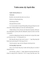 Vườn ươm cây bạch đàn