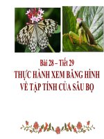 Thuc hanh xem tap tinh sau bo