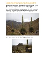 CHIEM NGUONG LOAI HOA DEP