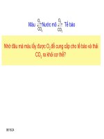 Thao giang 20/11/2010