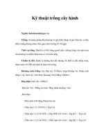 Kỹ thuật trồng cây hành