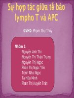 sự hợp tác giữa tế bào lympho T và APC