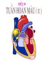 tiêt 18 tuần hoàn máu