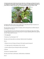 10 loại cây củng cố phong thủy nhà bạn