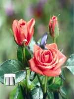 Bài 13 - PTDTDC 1925-1930