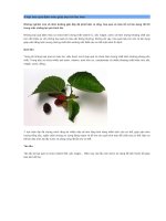 Bốn loại hoa quả đậm màu giúp trẻ lâu hơn.