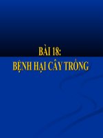 Tài liệu về bệnh hại cây trồng