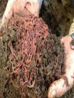 Phương pháp nuôi trùn quế