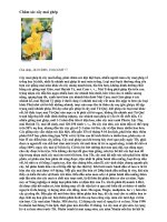 Chăm sóc cây mai ghép