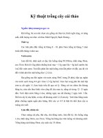 Kỹ thuật trồng cây cải thảo