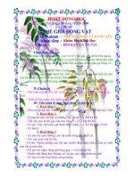 GIÁO ÁN ĐÔI BẠN GÀ VÀ VỊT