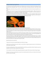 Thuốc hay từ Đu đủ.