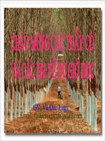 Bài 30-Lưu huỳnh (Lớp 11-Ban cơ bản)