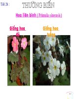 tiêt 26 Thường biến