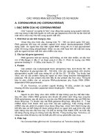 CÁC VIRUS RNA MỘT SỢI DƯƠNG CÓ ÁO NGOÀI