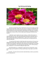 Sự tích hoa Hải Đường