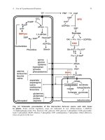 Molecular Biology of Secondary Metabolism - Case Study for Glycyrrhiza Plants