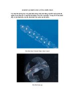 10 SINH VẬT BIỂN CHƯA TỪNG NHÌN THẤY