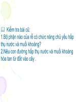 biến dạng của rễ