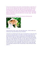 THUYẾT MINH CHIẾC NÓN LÁ