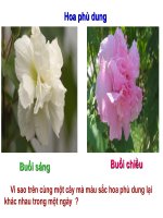 Bài 13: Ảnh hưởng của môi trường lên sự biển hiện kiểu gen