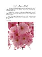 10 loài hoa đẹp nhất