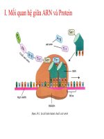 bai 19. moi quan he giua gen va tinh trang