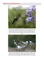 NHỮNG KỈ LỤC TRONG TG LOÀI CHIM