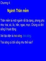 Tiết 19 : Tôm Sông