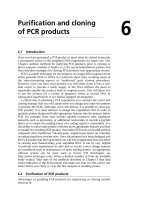 Purification and cloning of PCR products