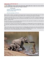 Cá sấu tấn công voi