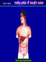 Tiêu hoá ở ruột non