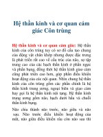 Hệ thần kinh và cơ quan cảm giác