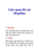 Giác quan Bò sát (Reptilia)