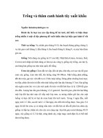 Trồng và thâm canh hành tây xuất khẩu