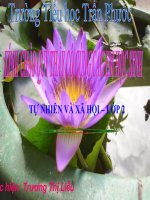 TN-XH Lớp 2- Tuần 13