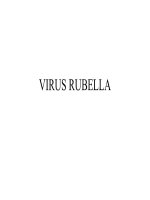 Virus Rubella