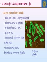 VI SINH VẬT GÂY BỆNH THƯỜNG GẶP