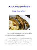 Chạch đồng, vị thuốc chữa hàng chục bệnh