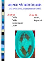 PHÁT TRIỂN CỦA CUA BIỂN