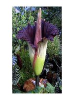 Thiên nhiên kỳ thú