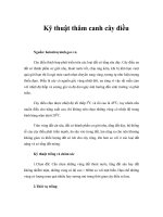 Kỹ thuật thâm canh cây điều