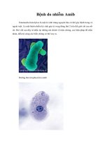 Giáo trình Bệnh do nhiễm Amib